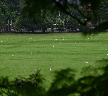 टुँडिखेलको चउरमा बकुल्लाहरू... (फोटोफिचर)